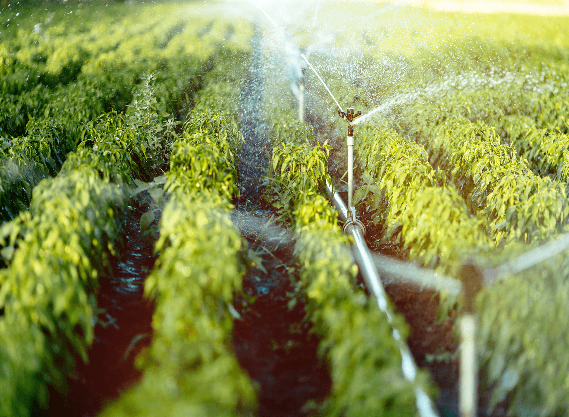 Irrigation Engineering